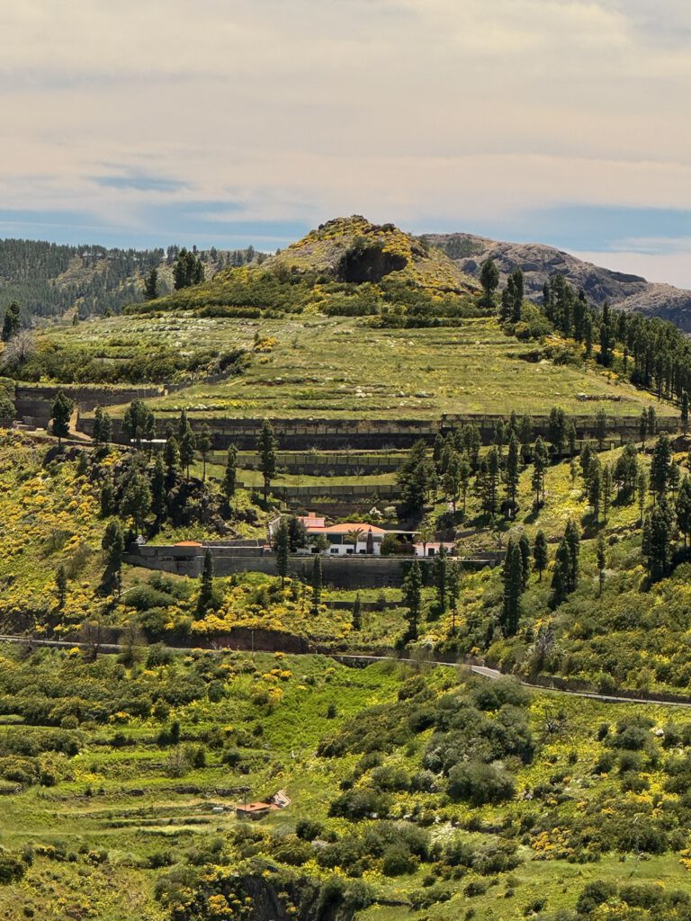 Blühende Terrassen oberhalb von Cruz de Tejeda