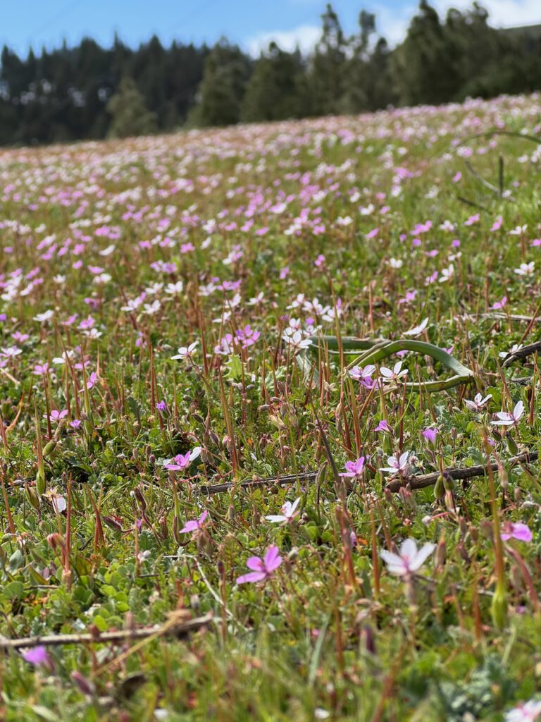 Rosa und lila blühende Blumenwiese.