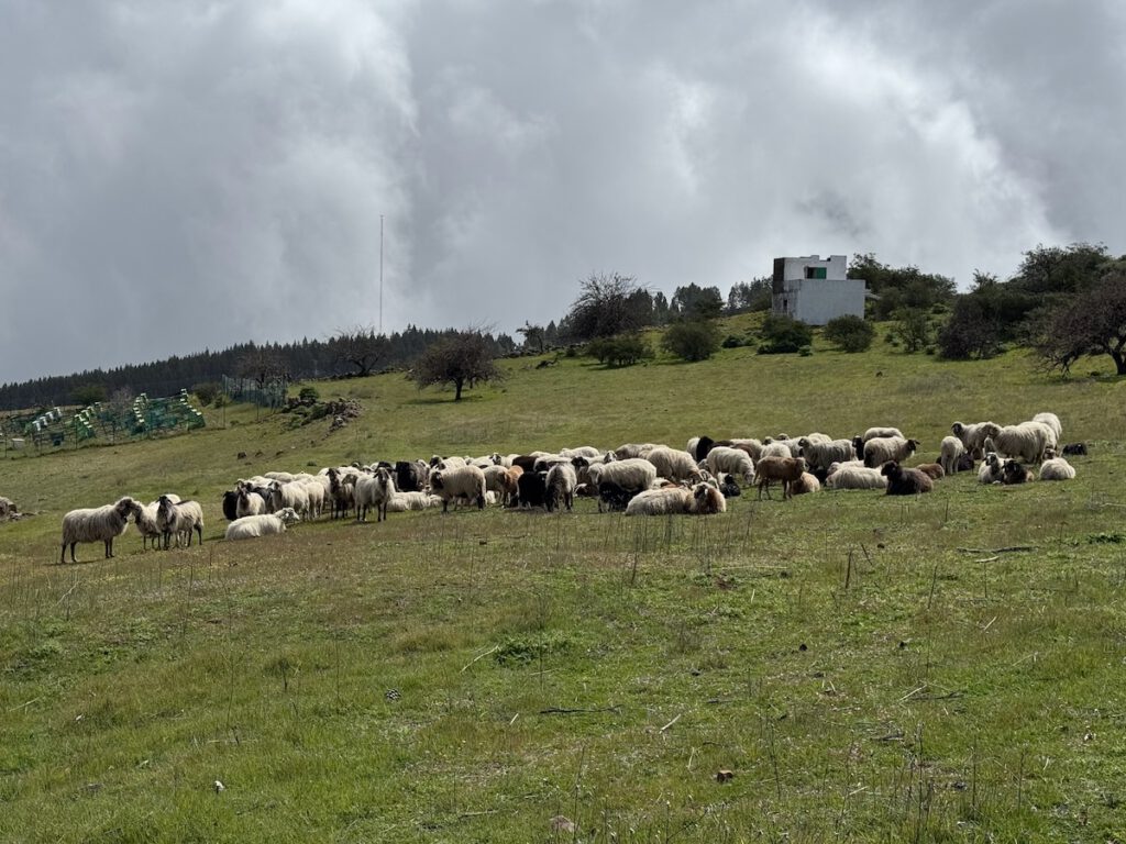 Schafherde auf einer grünen Weide im Norden von Gran Canaria.