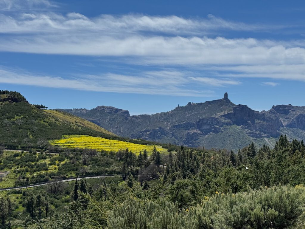 Gelbe Blumenwiese und der Roque Nublo im Hintergrund.
