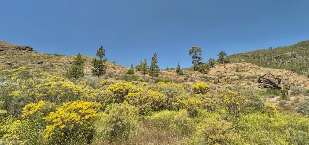 Blühende Ginster und Kanarische Kiefer im Hintergrund an der Presa de las Niñas