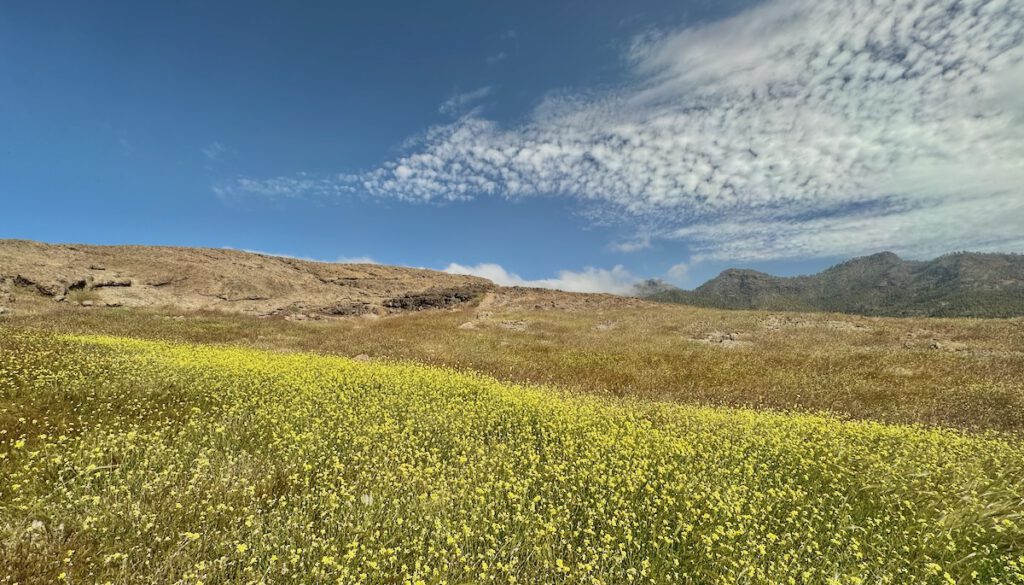 Gelbe Blumenwiesen im sonst trockene Zentrum von Gran Canaria.