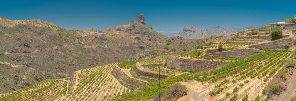 Weinberge bei Tejeda und Blick auf den Roque Bentaiga.